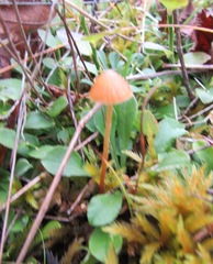 Mycena