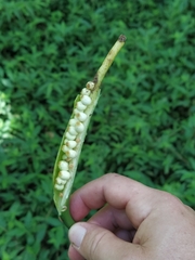 Dieffenbachia oerstedii