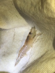 Macrobrachium lanchesteri