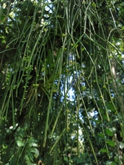 Rhipsalis baccifera