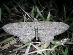 Hypomecis punctinalis conferenda