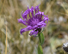 Centaurea nervosa