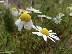 Matricaria chamomilla