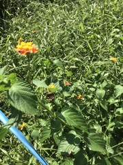 Lantana urticoides