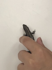 Plestiodon fasciatus