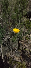 Balbisia peduncularis