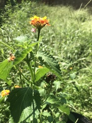Lantana urticoides