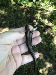 Plestiodon fasciatus