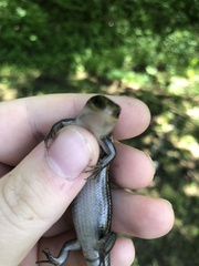 Plestiodon fasciatus