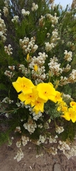 Balbisia peduncularis