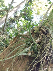 Tillandsia variabilis