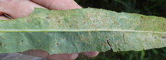 Coleosporium