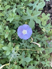 Ipomoea lindheimeri
