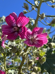 Malva assurgentiflora