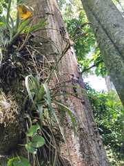 Tillandsia variabilis