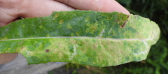 Coleosporium