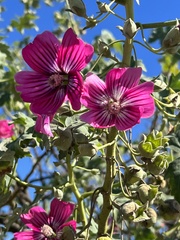 Malva assurgentiflora