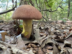 Boletus subvelutipes