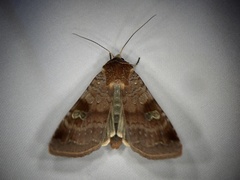 Diarsia canescens
