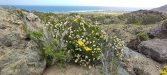 Balbisia peduncularis