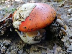 Amanita caesarea
