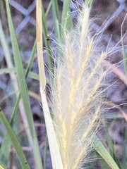 Bothriochloa laguroides