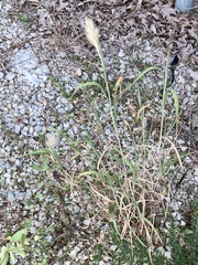 Bothriochloa laguroides