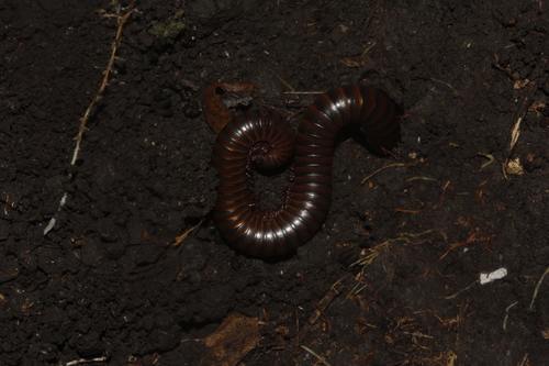 Orthoporus mimus
