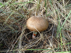 Agaricus sylvaticus