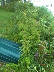 Sonchus palustris