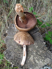 Agaricus sylvaticus