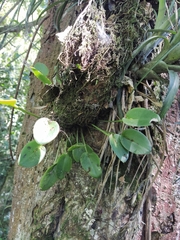 Acianthera polystachya