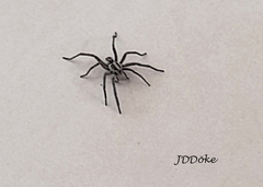 Lycosinae