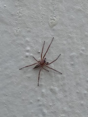 Araneae
