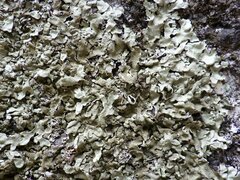 Xanthoparmelia stenophylla