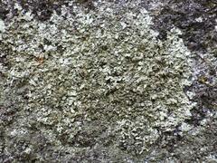 Xanthoparmelia stenophylla