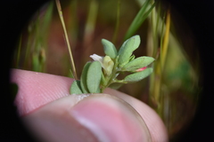 Acmispon parviflorus