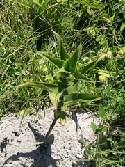 Habenaria monorrhiza