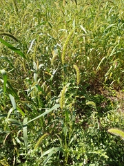 Setaria verticillata