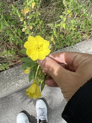 Oenothera pilosella