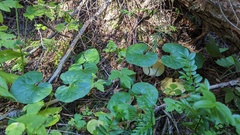 Asarum caudatum