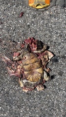 Terrapene carolina bauri