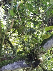 Epidendrum porquerense