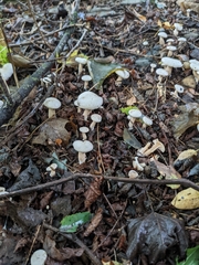 Hygrophorus eburneus