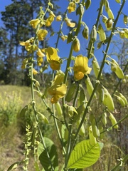 Crotalaria spectabilis