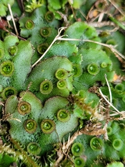 Marchantia polymorpha ruderalis