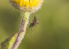 Aedes vexans