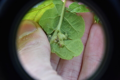 Neuroterus saltatorius