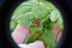 Neuroterus saltatorius