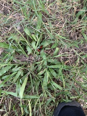 Paspalum langei